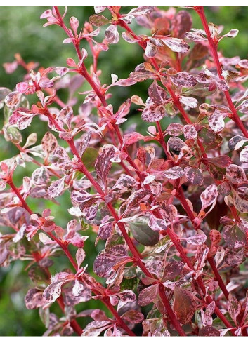 BERBERIS thunbergii HARLEQUIN