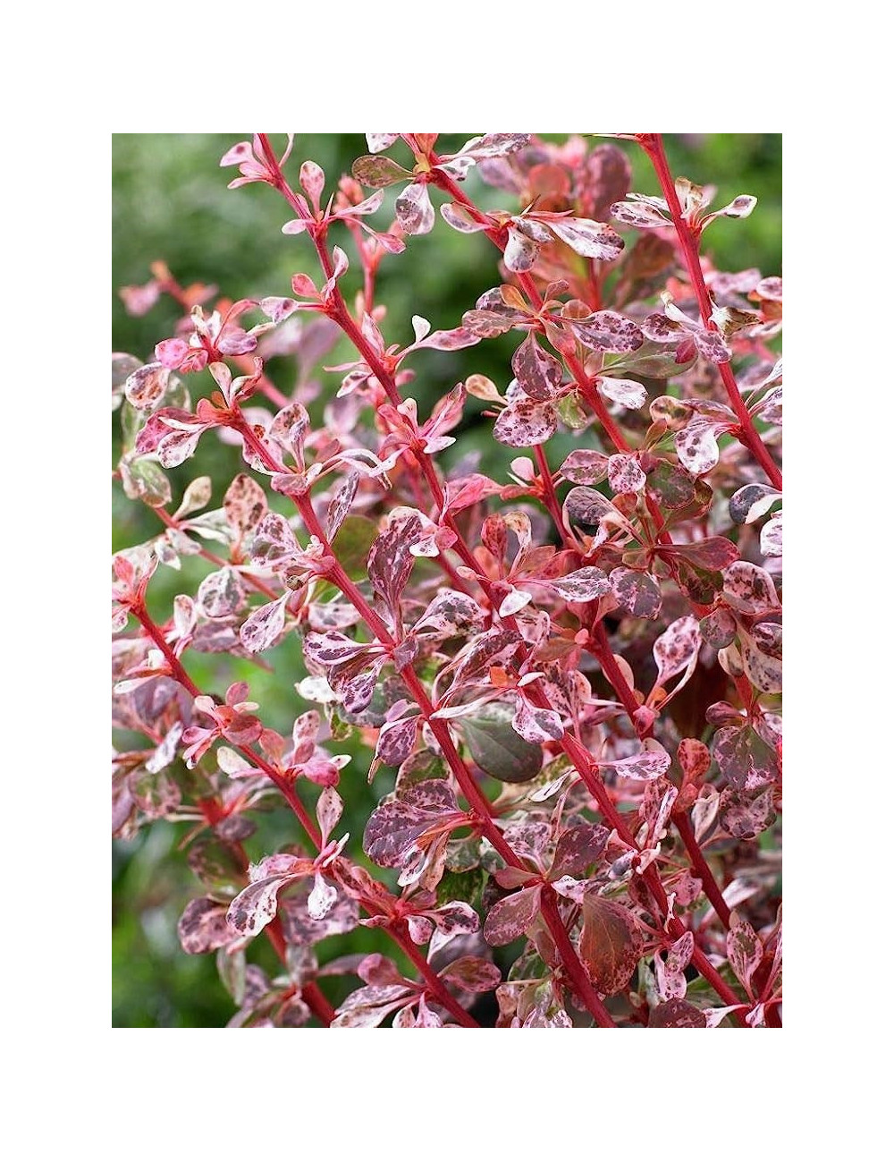 BERBERIS thunbergii HARLEQUIN