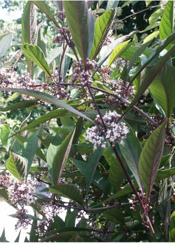 CALLICARPA kwangtungensis