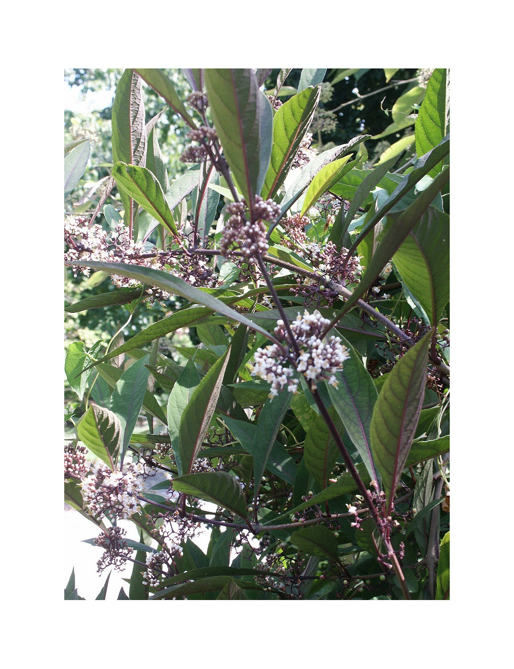 CALLICARPA kwangtungensis