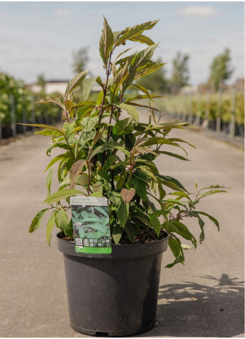 CALLICARPA kwangtungensis En pot de 10-12 litres