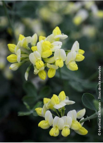 CORONILLA glauca CITRINA