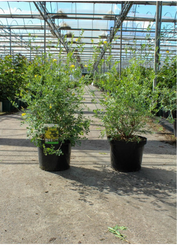 CORONILLA glauca CITRINA En pot de 10-12 litres