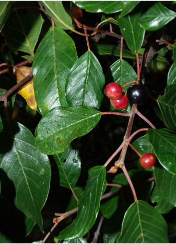 RHAMNUS frangula