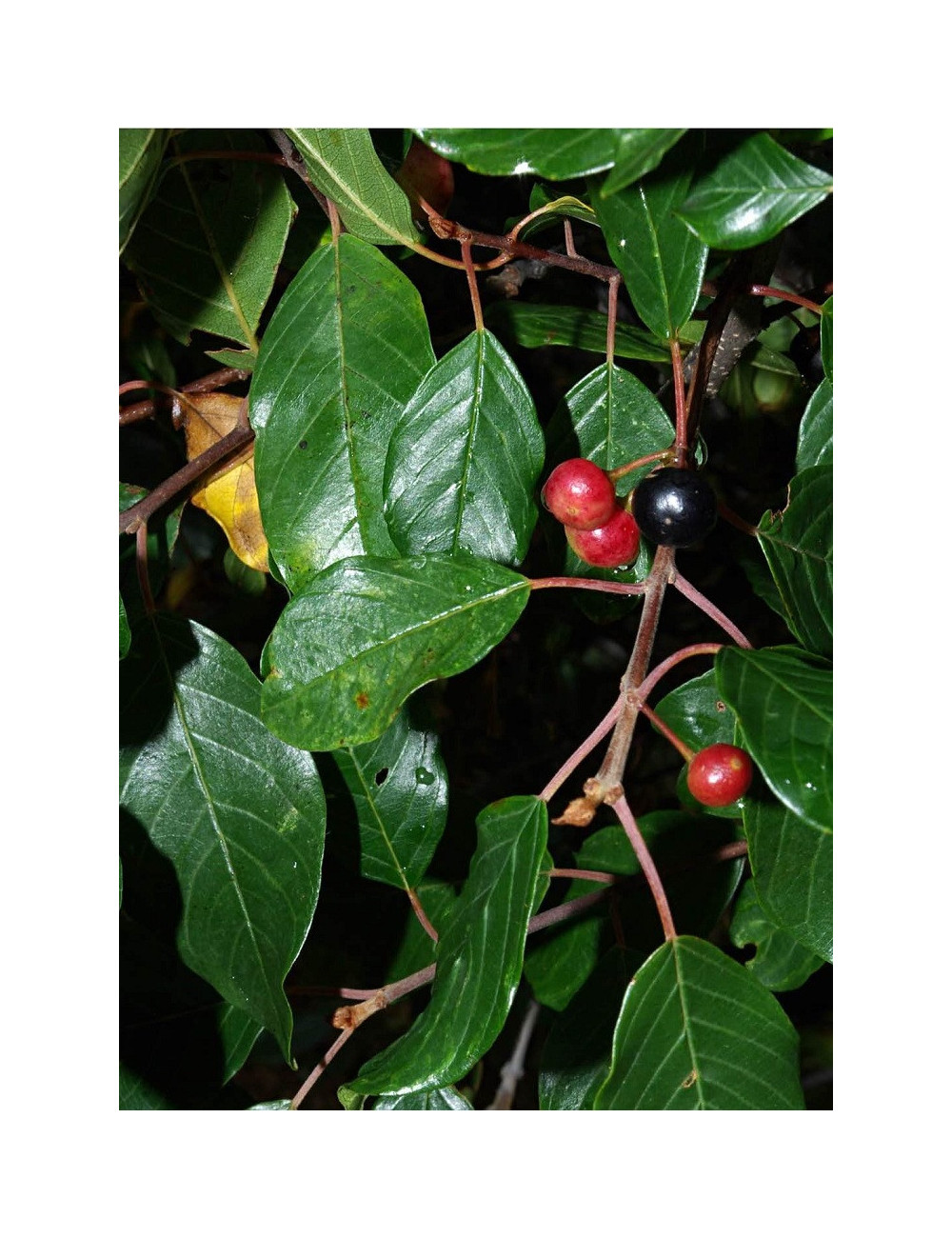 RHAMNUS frangula