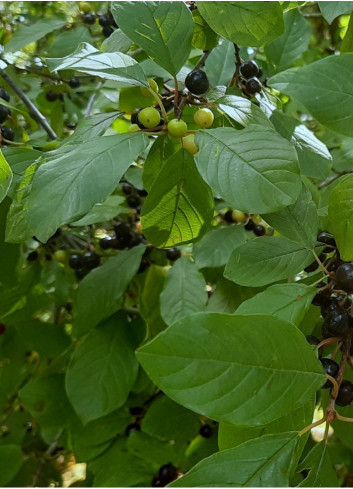 RHAMNUS frangula