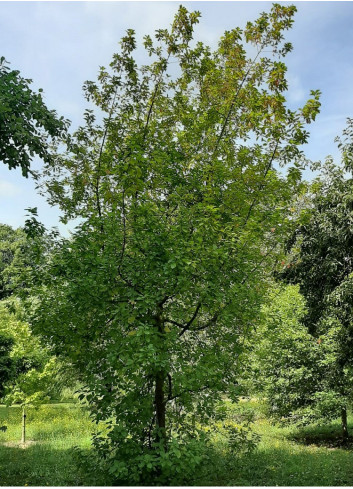 RHAMNUS frangula