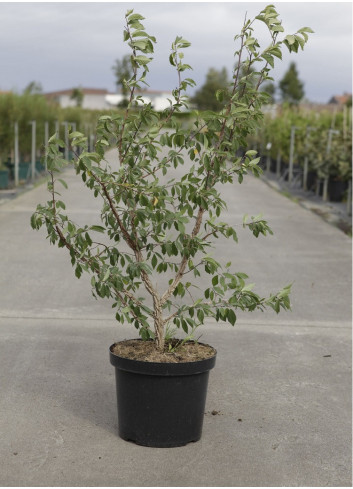 ULMUS minor SUBEROSA En pot de 10-12 litres forme buisson hauteur 080-100 cm