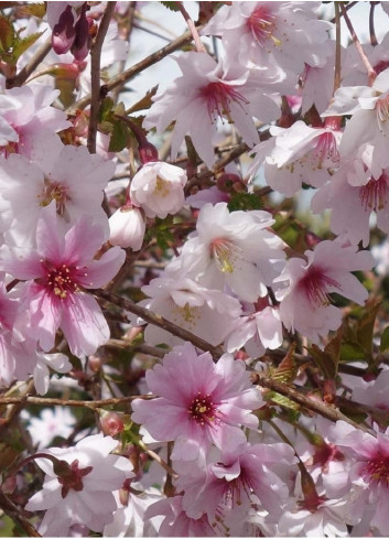 PRUNUS incisa MIKINORI