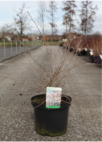 PRUNUS incisa MIKINORI En pot de 10-12 litres