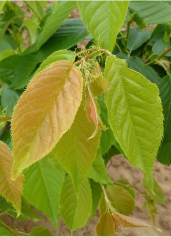 PRUNUS serrulata SHIMIDSU