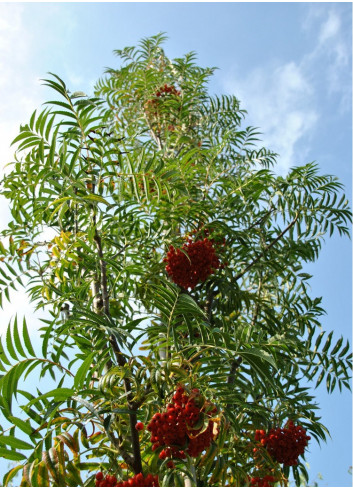 SORBUS DODONG