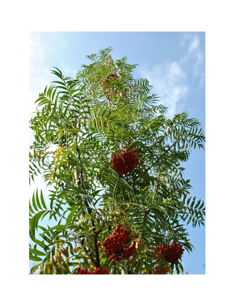 SORBUS DODONG