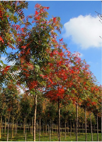 SORBUS DODONG