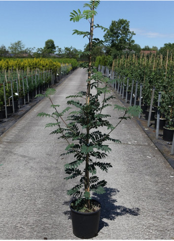 SORBUS DODONG En pot de 12-15 litres forme baliveau