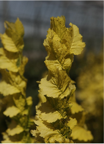 ULMUS hollandica WREDEI