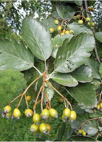 SORBUS intermedia BROUWERS