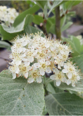 SORBUS aria LUTESCENS