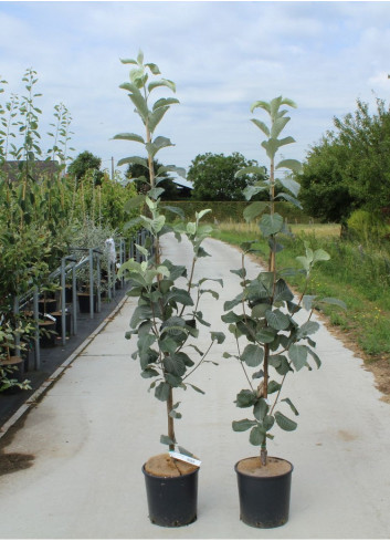 SORBUS aria LUTESCENS En pot de 12-15 litres forme baliveau