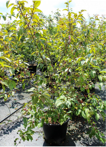 MALUS INDIAN MAGIC En pot de 50-70 litres forme buisson hauteur 150-175 cm