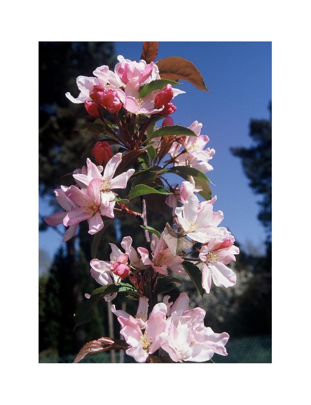 MALUS RED OBELISK®