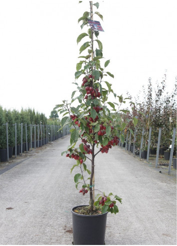 MALUS RED OBELISK® En pot de 12-15 litres forme baliveau hauteur 150-200 cm