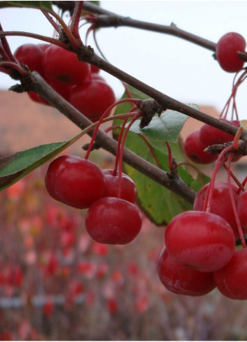 MALUS SUGAR TYME