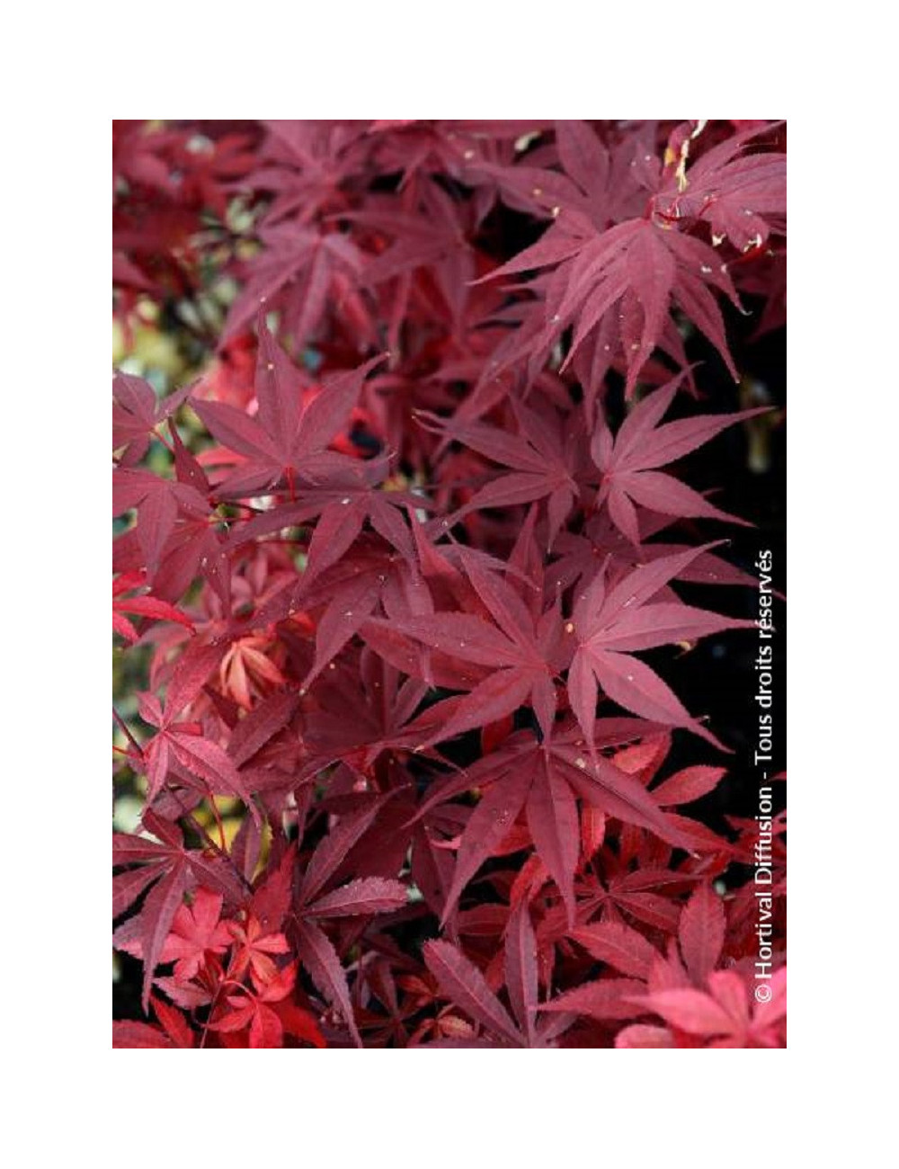 ACER palmatum FIREGLOW