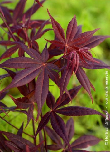 ACER palmatum FIREGLOW