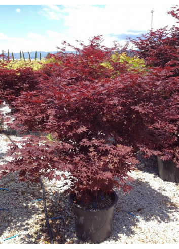 ACER palmatum FIREGLOW En pot de 35-50 litres