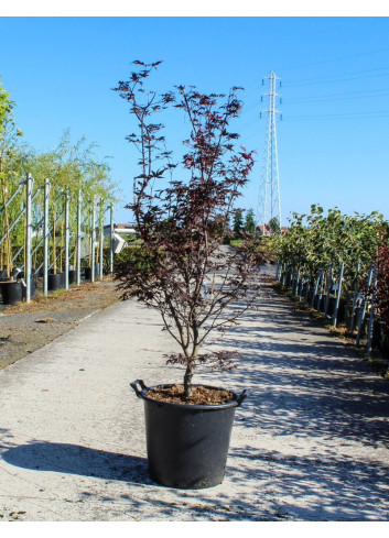 ACER palmatum FIREGLOW En pot de 35-50 litres