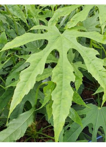 FATSIA polycarpa GREEN FINGERS