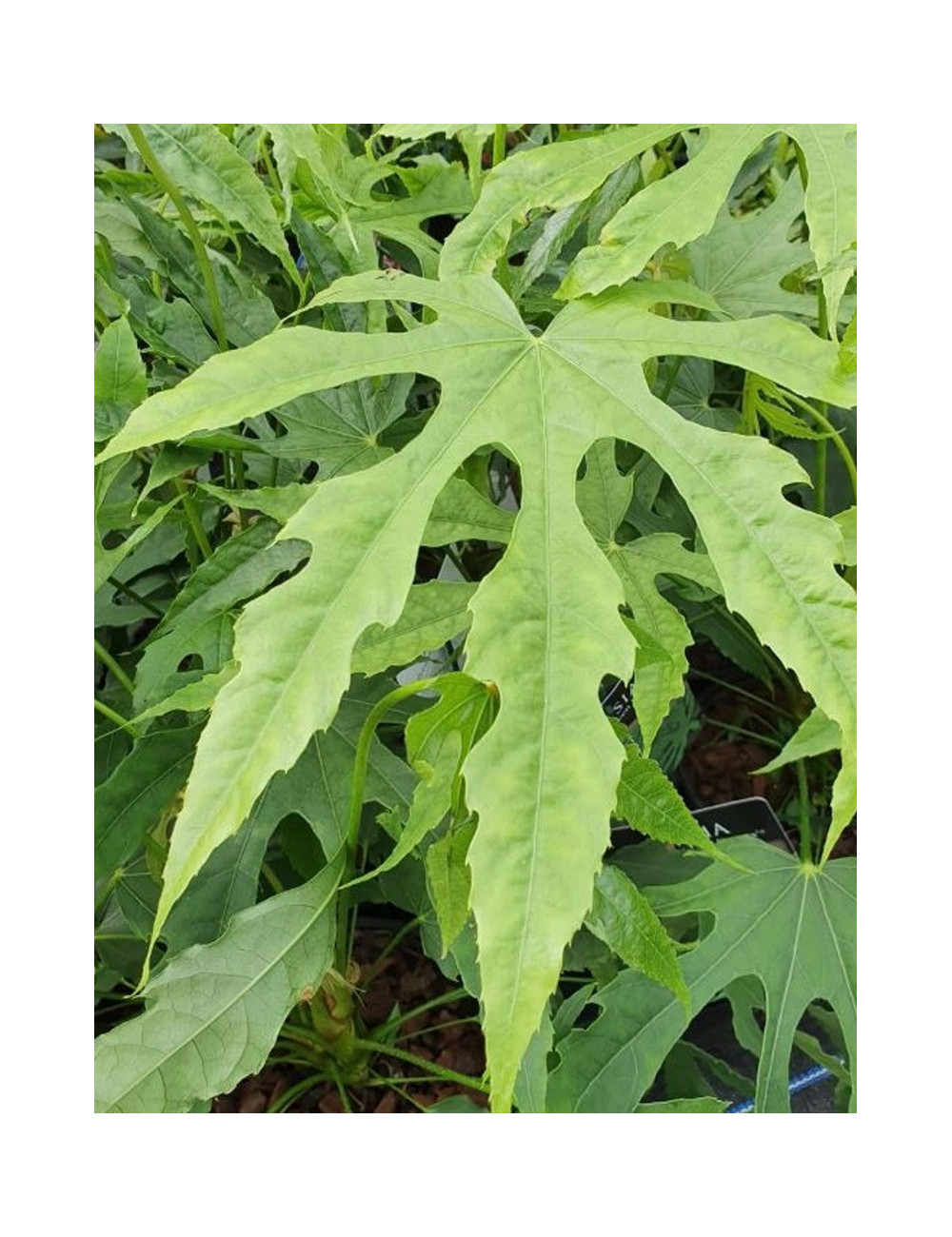 FATSIA polycarpa GREEN FINGERS