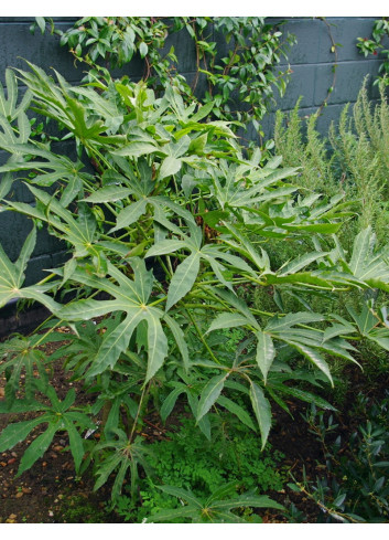 FATSIA polycarpa GREEN FINGERS