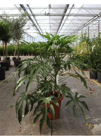 FATSIA polycarpa GREEN FINGERS En pot de 7-10 litres