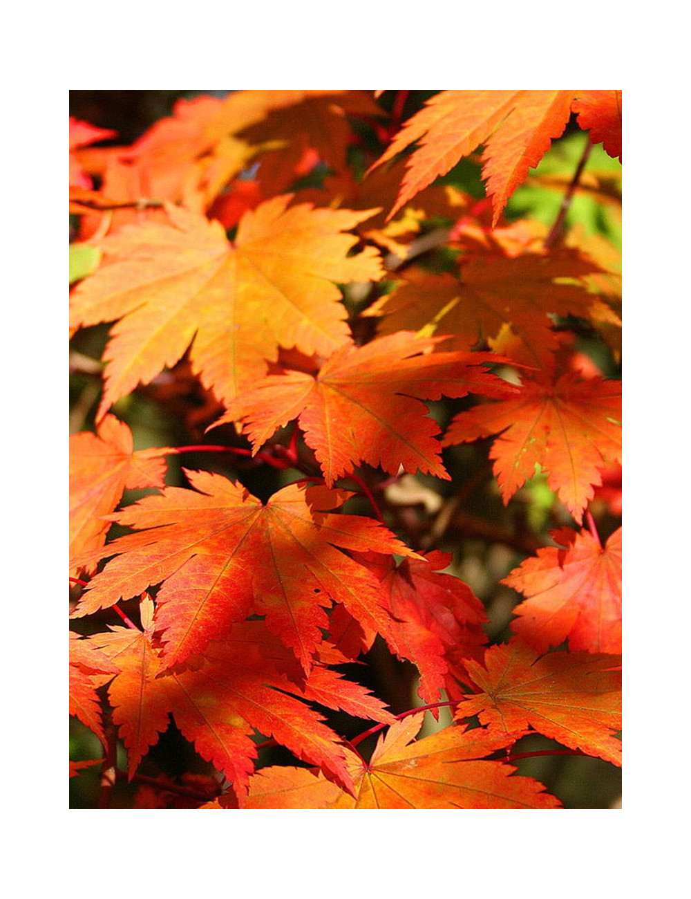 ACER japonicum VITIFOLIUM