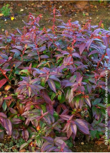 LEUCOTHOE scarletta ZEBLID