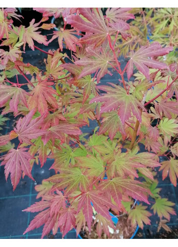 ACER pseudosieboldianum ARTIC JADE