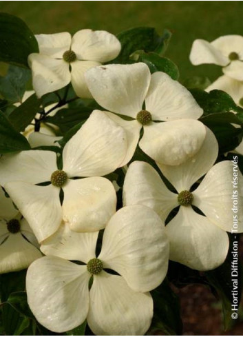 CORNUS VENUS