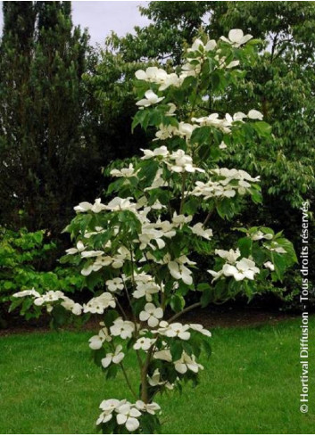 CORNUS VENUS