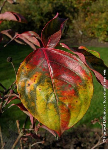 CORNUS VENUS