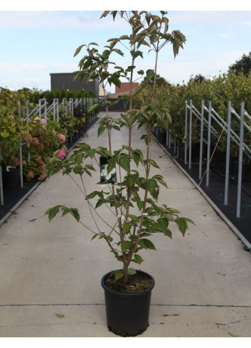 CORNUS VENUS En pot de 25-30 litres