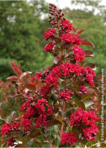 LAGERSTROEMIA DYNAMITE