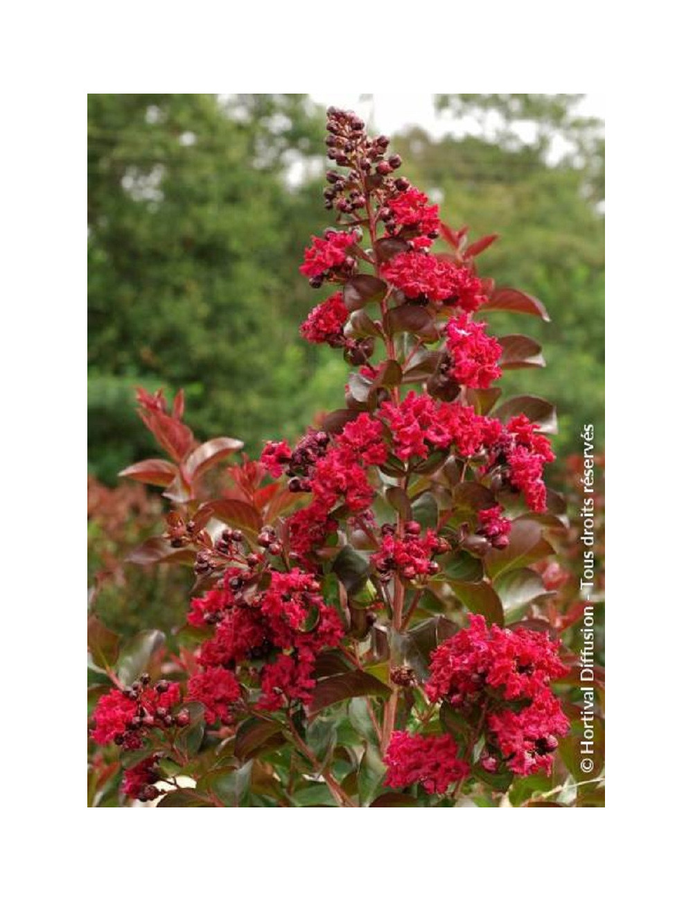 LAGERSTROEMIA DYNAMITE