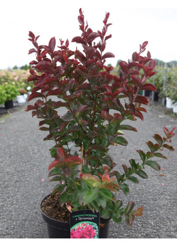 LAGERSTROEMIA DYNAMITE