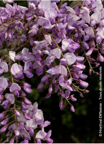 WISTERIA CAROLINE