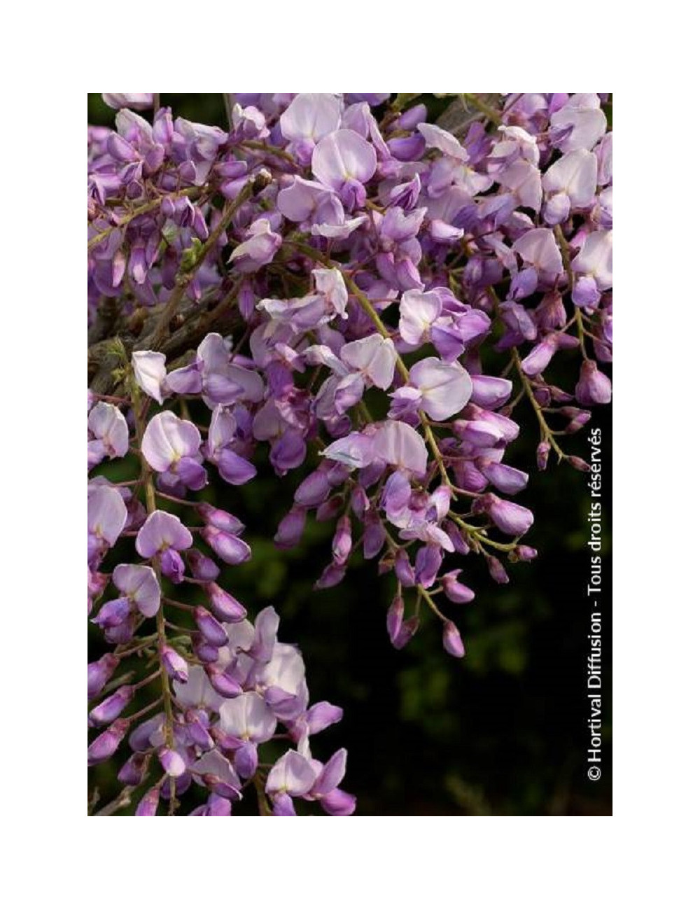 WISTERIA CAROLINE