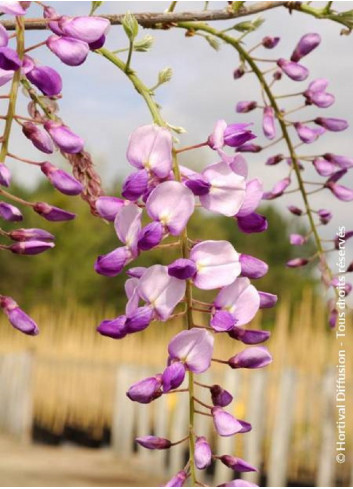 WISTERIA CAROLINE