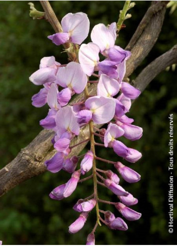 WISTERIA CAROLINE