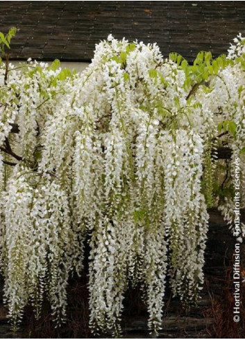 WISTERIA floribunda ALBA